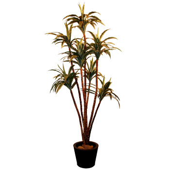 D09 Palmiers décoratifs
